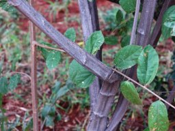 Grewia flavescens stems