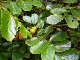 Grewia hexamita leaf shine