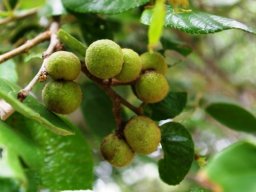 Grewia hexamita