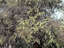 Grewia hexamita town tree