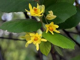 Grewia hexamita flowers