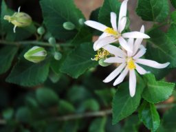 Grewia lasiocarpa flowers