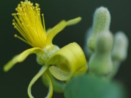 Grewia monticola flower