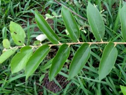 Grewia monticola leaves