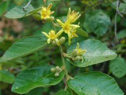 Grewia monticola