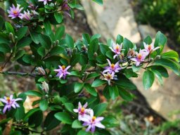Grewia occidentalis branch