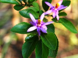 Grewia occidentalis flowers and leaves
