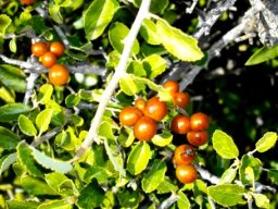 Grewia robusta fruit