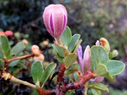 Grewia robusta bud in hot air balloon mode