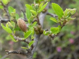 Grewia robusta new growth