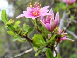 Grewia