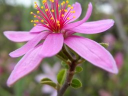 Grewia robusta flower