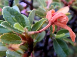 Grewia robusta faded flower