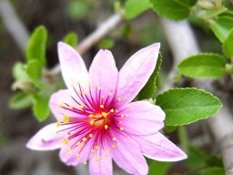Grewia robusta pale old flower