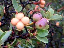 Grewia robusta crossberries