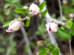 Grewia robusta buds opening