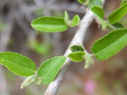 Grewia robusta leaves