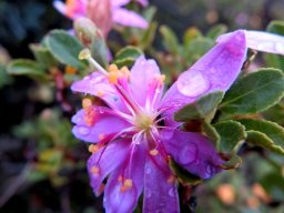 Grewia robusta stamens after rain