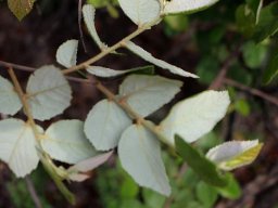 Grewia rogersii leaves from below
