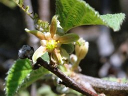 Grewia villosa 