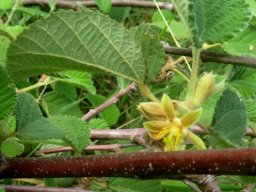 Grewia villosa flower
