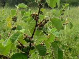 Grewia villosa green fruit