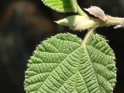 Grewia villosa young leaves