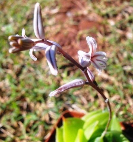 Haworthia cymbiformis flowers
