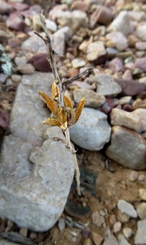 Haworthia truncata var. truncata after blooming
