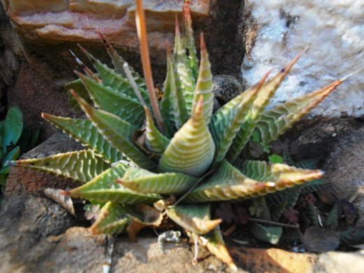 Haworthiopsis limifolia var. limifolia