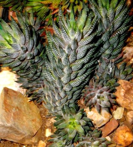 Haworthiopsis reinwardtii var. reinwardtii in reptilian guise