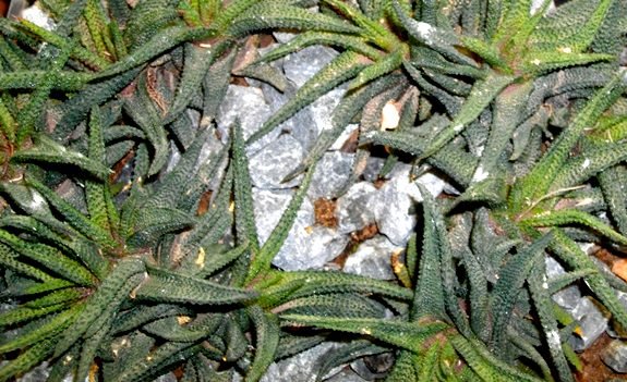 Haworthiopsis scabra var. scabra