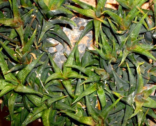 Haworthiopsis venosa