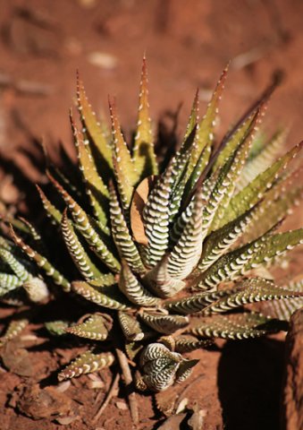 Haworthiopsis species
