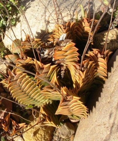 Haworthiopsis viscosa and the evolutions