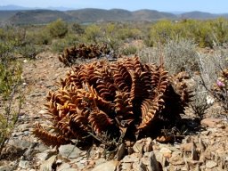 Haworthiopsis viscosa retaining old flower stalks