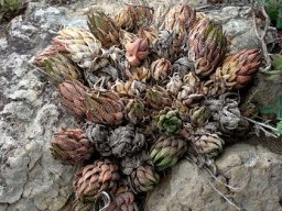 Haworthiopsis coarctata var. coarctata stems, young and old