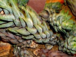 Haworthiopsis coarctata var. coarctata
