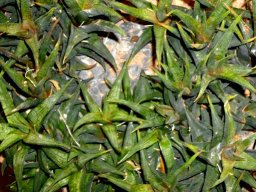 Haworthiopsis venosa