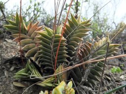 Haworthiopsis viscosa new leaf addition