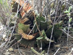 Haworthiopsis viscosa twisting or not