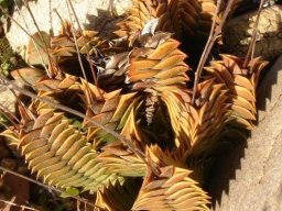 Haworthiopsis viscosa and the evolutions