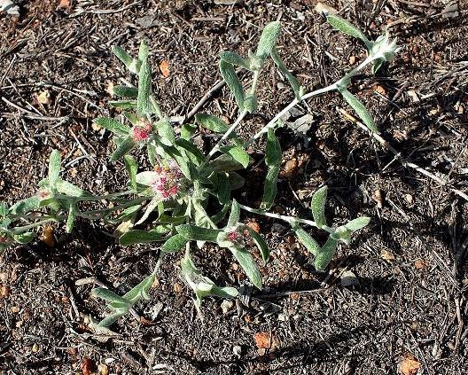 Helichrysum candolleanum