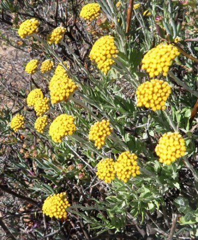 Helichrysum hebelepis