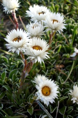 Helichrysum marginatum