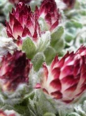 Helichrysum milfordiae