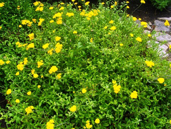 Helichrysum odoratissimum var. odoratissimum