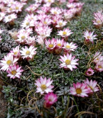 Helichrysum praecurrens