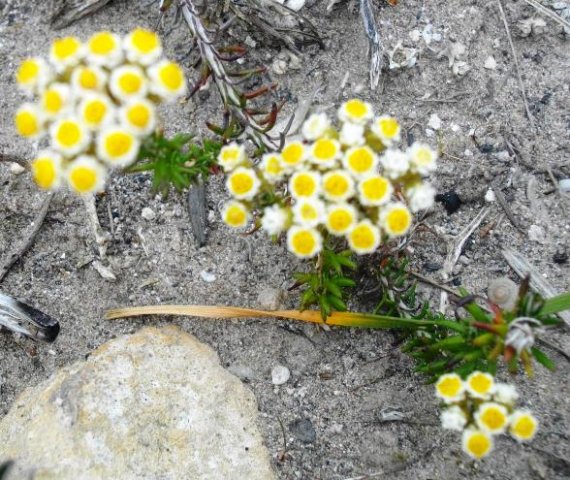 Helichrysum teretifolium in the De Hoop Reserve