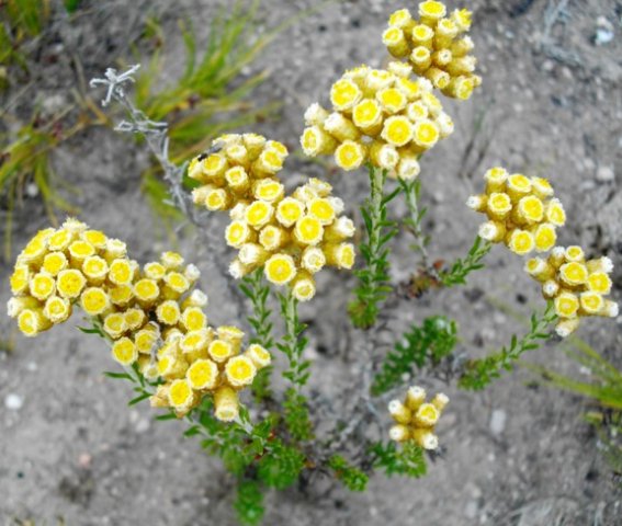 Helichrysum teretifolium flowerheads
